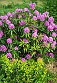 Woodland Rhododendron Ponticum