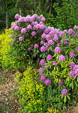 Woodland_Rhododendron_Ponticum