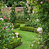 Borders and arches of roses