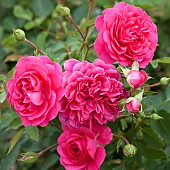 Rose Rosa Sir John Betjeman
