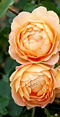 Rose Rosa Lady of Shalotl