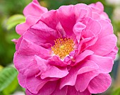 Rose Rosa Officinalis
