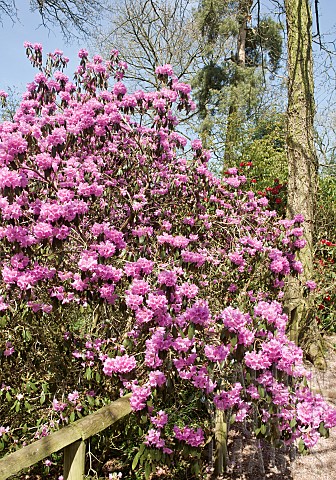Rhododendron_ponticum