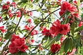 Rhododendron Blitz Clark Hybrid