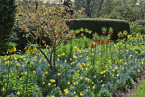 Borders_of_spring_flowers_yellow_daffodils_blue_fogetmenots_and_orange_fritillaria