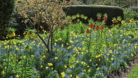 Borders_of_spring_flowers_yellow_daffodils_blue_fogetmenots_and_orange_fritillaria