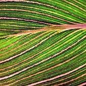 Floral semi abstract  Canna leaf