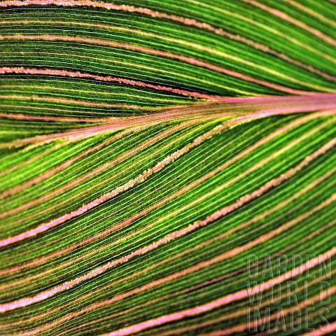 Floral_semi_abstract__Canna_leaf