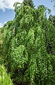 Cercidiphyllum japonicum Katsura treeStaffordshire