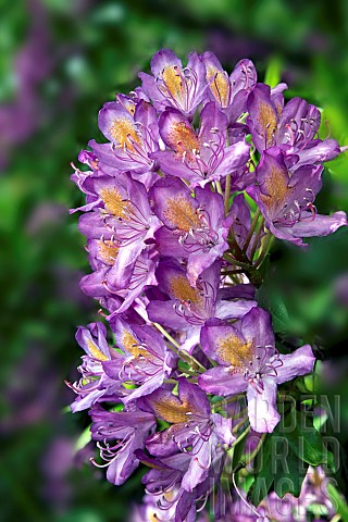 Rhododendron_Ponticum_Hybrid_Windsor_Lad