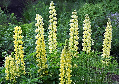 Lupin_Lupinus_polyphyllus_Chandelier