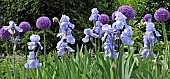 Plant combination of purple Alliums and Pale Blue bearded Iris