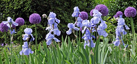 Plant_combination_of_purple_Alliums_and_Pale_Blue_bearded_Iris