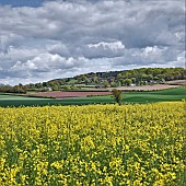 Views to open countryside field of bright yellow rapeseed