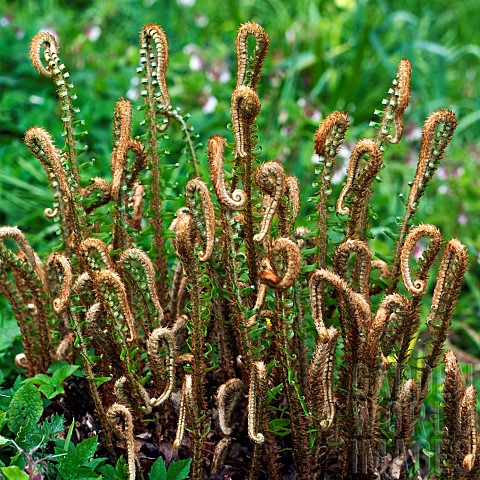 Young_frond_of_Ferns_unfurling