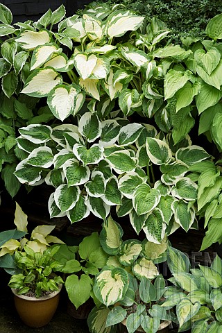 Combination_of_varieties_of_Hosta_creams_and_greens_of_foliage