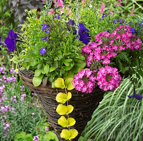 Hanging_basket_of_flowering_annuals_pinks_and_purples_of_Verbena_Lobelia_and_Petunia