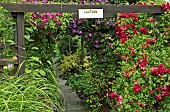Pergola with climbing clematis and roses