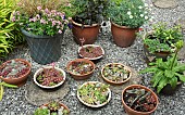 Terra Cotta pots and bowls of Succulents in gravelled area