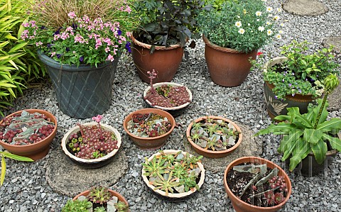 Terra_Cotta_pots_and_bowls_of_Succulents_in_gravelled_area