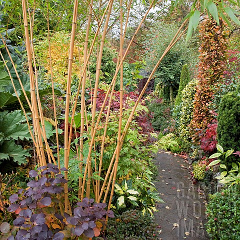 Path_bamboo_in_Japenese_garden