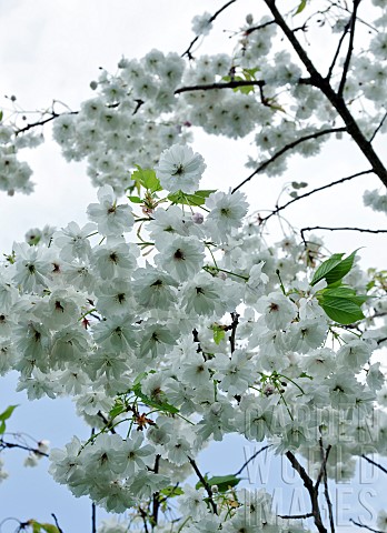 Prunus_Shirotae_cherry_tree