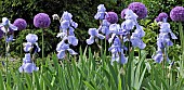 Border plant combination of purple Alliums and Pale Blue bearded Iris