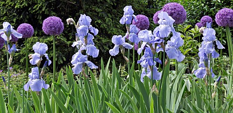 Border_plant_combination_of_purple_Alliums_and_Pale_Blue_bearded_Iris