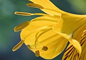 Alstroemeria Aurea Pereuvian Lily