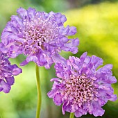 Scabiosa Columbaria Butterfly Blue Picushion Flower
