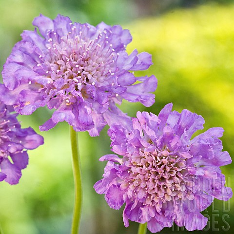 Scabiosa_Columbaria_Butterfly_Blue_Picushion_Flower
