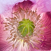Papaver Somniferum Opium Poppy