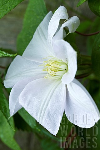 Clematis_Madame_Le_Coultre