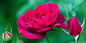 Rose Rosa Darcey Bussell