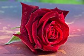 Rose Rosa Deep Secret