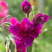 Gladioli gladiolus Cerise Pink
