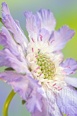 Scabiosa_Clive_Greaves