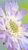 Scabiosa Clive Greaves