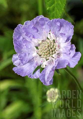 Scabiosa_Clive_Greaves