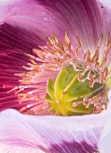 Papaver somniferum Opium Poppy