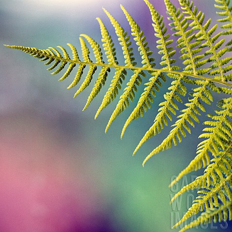 Foliage_abstract_fern_leaf