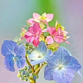 Hydrangea Blue and Pink.