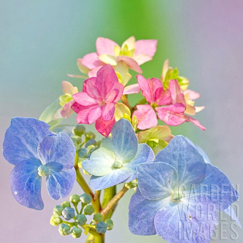 Hydrangea_Blue_and_Pink