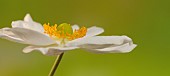 Perennial Anemone  Multifida  Annabelle White Windflower