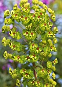 Euphorbia x  Martinii Milkweed Spurge