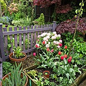 Rhododendron, Acer, Containers, cold frame with Tulips