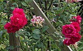 Rosa  Rose Pauls Scarlet