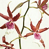 Cameleon chameleon Orchid