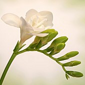 Single Flowerhead White Fressia