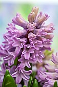 Close uo; Hyacinth Hyacinthus orientalis